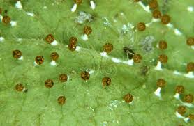 Attēlu rezultāti vaicājumam “Physarum melleum macro”