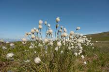 Attēlu rezultāti vaicājumam “Eriophorum angustifolium fruit”