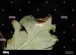 Attēlu rezultāti vaicājumam “Parornix anglicella”