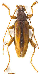 Attēlu rezultāti vaicājumam “Alleculidae”