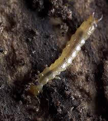 Attēlu rezultāti vaicājumam “Schizotus pectinicornis larva”