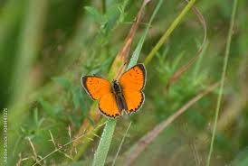 Attēlu rezultāti vaicājumam “Lycaena virgaureae”