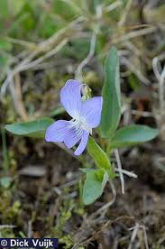 Attēlu rezultāti vaicājumam “Viola canina flower”