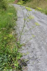 Attēlu rezultāti vaicājumam “Pastinaca sativa subsp. sylvestris”