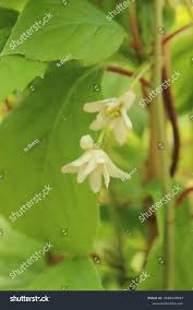 Attēlu rezultāti vaicājumam “Schisandra chinensis flower”