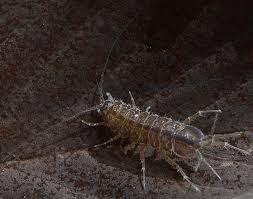 Attēlu rezultāti vaicājumam “Asellus aquaticus”