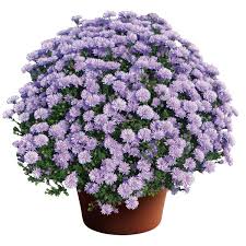 Image result for Aster novi-belgii