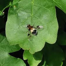 Attēlu rezultāti vaicājumam “Xanthogramma sp. male”