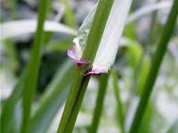 Attēlu rezultāti vaicājumam “Festuca gigantea”