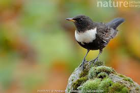 Image result for Turdus torquatus