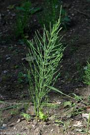 Attēlu rezultāti vaicājumam “Equisetum arvense”