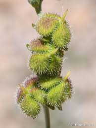 Attēlu rezultāti vaicājumam “Cynoglossum officinale fruit”