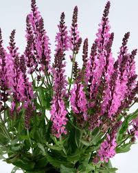 Image result for Salvia nemorosa