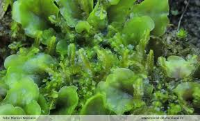 Attēlu rezultāti vaicājumam “Harpanthus flotovianus”