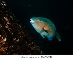 Image result for Chlorurus sordidus