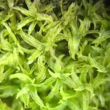 Attēlu rezultāti vaicājumam “Barbula convoluta sporophyte”