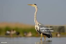Attēlu rezultāti vaicājumam “Ardea cinerea adult”