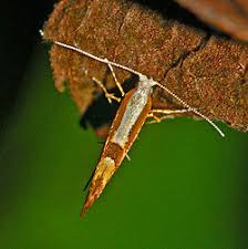 Attēlu rezultāti vaicājumam “Argyresthia pruniella”