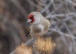 Attēlu rezultāti vaicājumam “Carduelis carduelis”