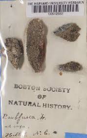 Attēlu rezultāti vaicājumam “Lecanora allophana”