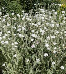 Image result for Lychnis coronaria
