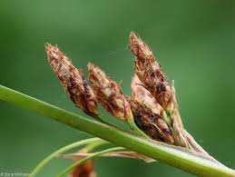 Attēlu rezultāti vaicājumam “Schoenoplectus lacustris subsp. glaucus fruit”