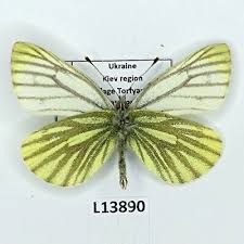 Attēlu rezultāti vaicājumam “Pieris napi male”