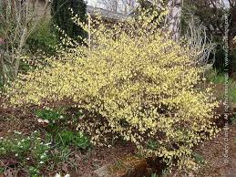 Attēlu rezultāti vaicājumam “Kurzia pauciflora”