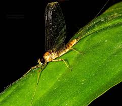 Attēlu rezultāti vaicājumam “Craterium minutum cf. var. brunneum”