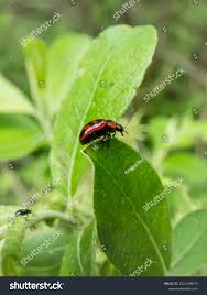 Attēlu rezultāti vaicājumam “Gonioctena viminalis”