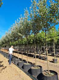 Attēlu rezultāti vaicājumam “Sorbus aria”