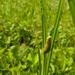 Attēlu rezultāti vaicājumam “Acorus calamus fruit”