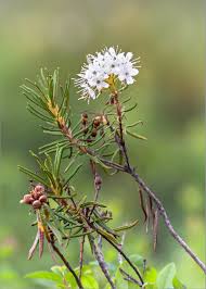 Attēlu rezultāti vaicājumam “Ledum palustre”