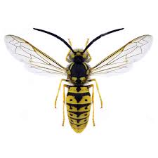 Attēlu rezultāti vaicājumam “Vespidae”