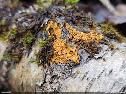 Attēlu rezultāti vaicājumam “Diderma ochraceum macro”