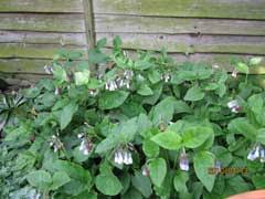 Attēlu rezultāti vaicājumam “Symphytum grandiflorum”