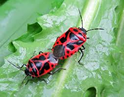 Attēlu rezultāti vaicājumam “Eurydema dominulus”