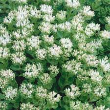 Attēlu rezultāti vaicājumam “Phedimus spurius flower”