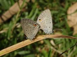 Attēlu rezultāti vaicājumam “Polyommatinae”