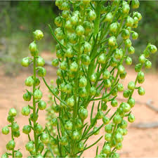 Attēlu rezultāti vaicājumam “Artemisia campestris bud”