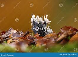 Attēlu rezultāti vaicājumam “Clavulina cinerea”