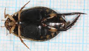 Attēlu rezultāti vaicājumam “Acilius sulcatus female”