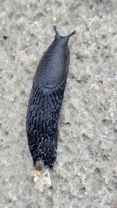 Attēlu rezultāti vaicājumam “Arion rufus”