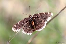 Attēlu rezultāti vaicājumam “Nymphalis antiopa underside”