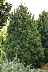 Image result for Pinus cembra