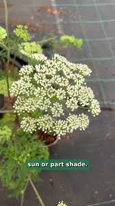 Attēlu rezultāti vaicājumam “Cenolophium denudatum leaf”