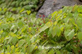 Attēlu rezultāti vaicājumam “Epimedium alpinum”