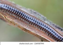 Attēlu rezultāti vaicājumam “Ommatoiulus sabulosus”