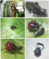 Attēlu rezultāti vaicājumam “Zicrona caerulea nymph”