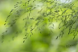 Attēlu rezultāti vaicājumam “Poa nemoralis leaf”